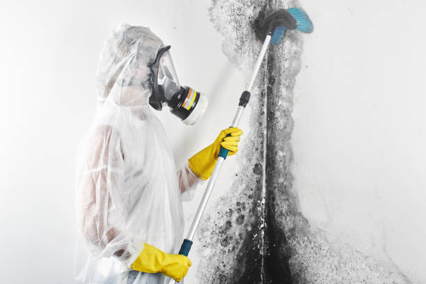 Best Crawl Space Mold Remediation  in Mineral Springs, AR