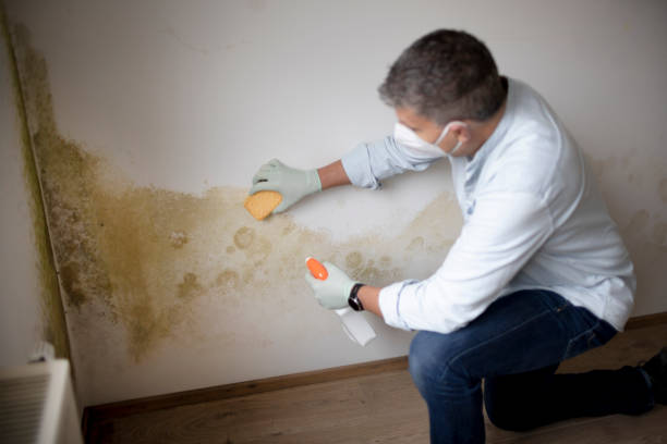 Best Dehumidification Services  in Mineral Springs, AR