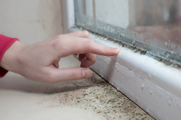 Best Water Damage & Mold Remediation  in Mineral Springs, AR